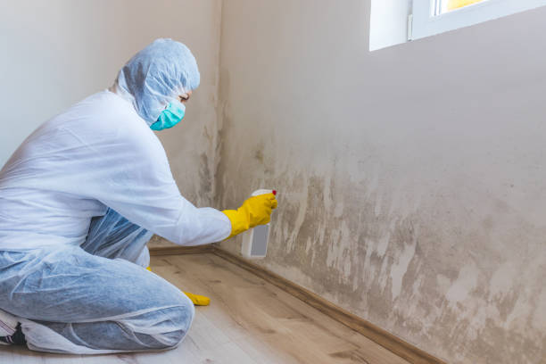 Licensed Black Mold Removal service in Westover, PA - WQB Mold Removal