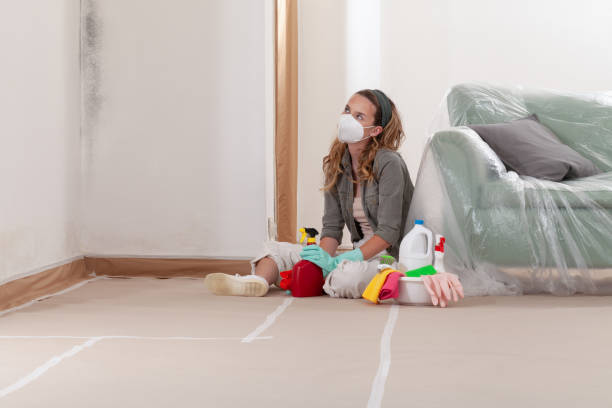 Reliable Black Mold Removal contractor in Westover, PA by WQB Mold Removal