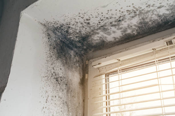 Affordable Black Mold Removal solutions in Westover, PA